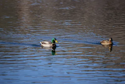 DSC_1159 (Large).JPG